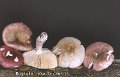 Russula exalbicans-amf1719